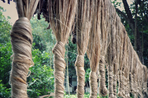 jute plants in fields.